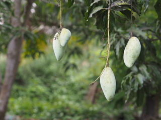 Green fruit is sour Scientific name Mangifera indica L. Var., Light mango on tree in garden blurred of nature background