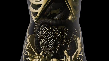 detailed human digestive system anatomy