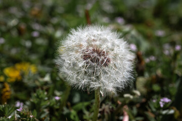 Wall Mural - Macro Shot of Blowball in Grass on a Summer Day