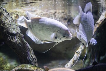 beautiful swimming fish in the sea 