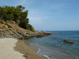 beach with trees