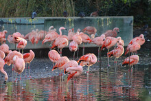 Flamingos In The Zoo