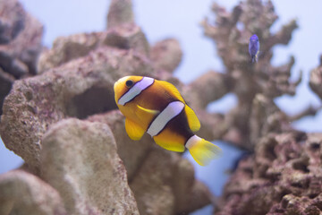 Canvas Print - clownfish in fishtank