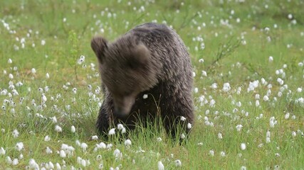 Wall Mural - young brown bear is digging the bog trying to find something to eat