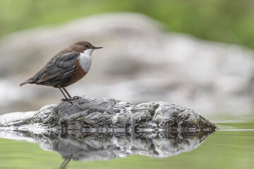 Wall Mural - Wonderful portrait of White throated Dipper perched on stone (Cinclus cinclus)