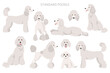 Standard poodle clipart. Different poses, coat colors set