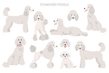 Standard Poodle Clipart. Different Poses, Coat Colors Set