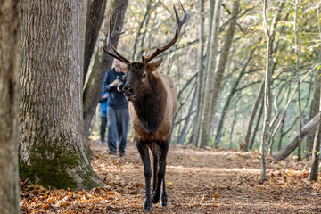 Wall Mural - Elk Walks Trail With Photographer In Tow