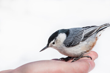 bird feeding - songbird sitting on a hand