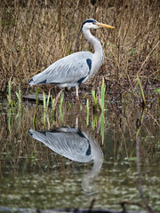 Canvas Print - Grey heron, Ardea cinerea