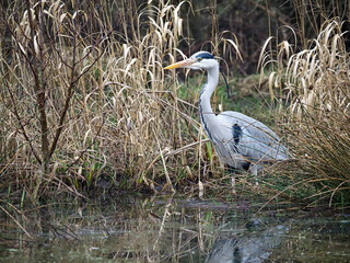 Wall Mural - Grey heron, Ardea cinerea