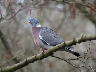 Wall Mural - Wood pigeon, Columba palumbus