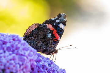 Wall Mural - Vanessa atalanta, Red Admiral butterfly, feeding nectar from a purple butterfly-bush in garden.