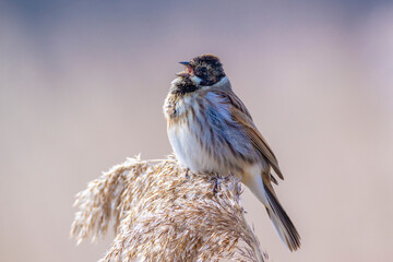 Wall Mural - Singing common reed bunting, Emberiza schoeniclus, bird in the reeds on a windy day