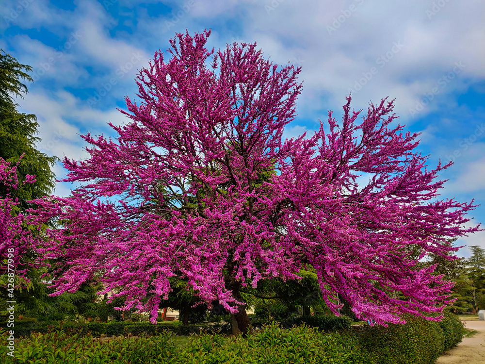 drzewa kwitnące park rośliny niebo chmury - obrazy, fototapety, plakaty 