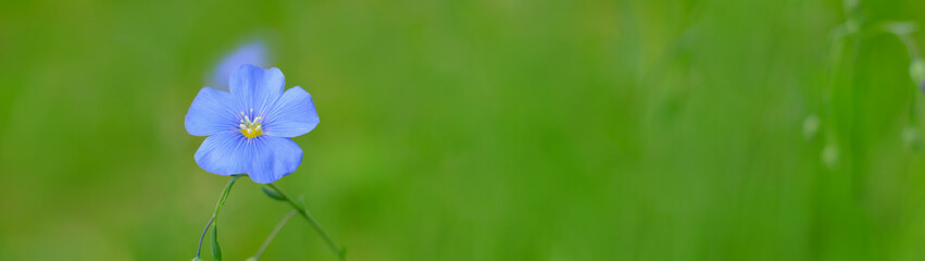 Beautiful flax flowers on a blurred background banner with copy space