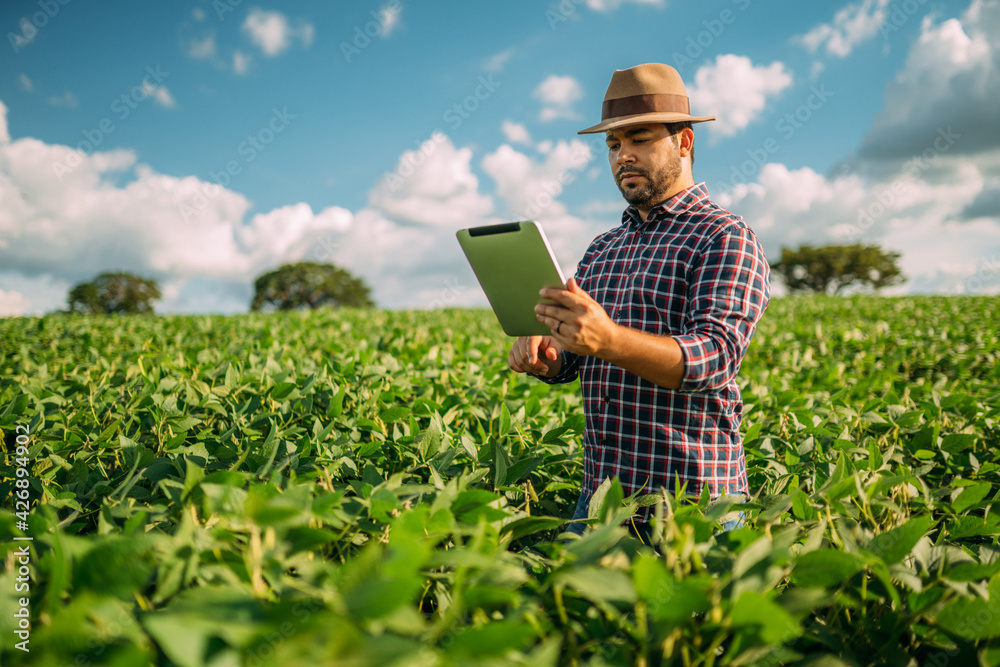 Latin American Farmer working on soybean plantation, examining crop development on tablet - obrazy, fototapety, plakaty 