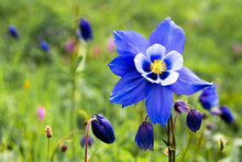 Blue Aquilegia Flower In A Green Meadow