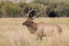 Bull Elk In Idaho