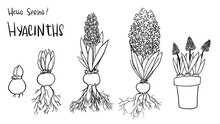 Hand Drawn Line Art Growth Process Of Spring Hyacinths