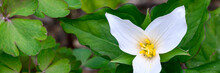 Native White Coastal Trillium Flower Blooming In A Woodland Garden Amid Green Foliage
