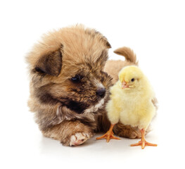 Canvas Print - Little puppy and chicken.