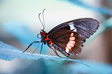 Macro shots, Beautiful nature scene. Closeup beautiful butterfly sitting on the flower in a summer garden.