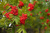 Fototapeta Boho - Rowan bunches on a branch. Ripe red berries. Wild berries on the tree.