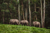 Fototapeta Góry - Elephant family in wild nature walking near the forest