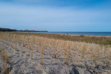 Wall Mural - Dune grass was freshly planted on the dune