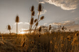 Fototapeta Niebo - Sucha trawa na tle zachodzącego słońca