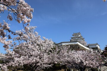 Sticker - 姫路城　満開の桜