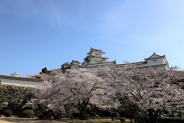 Sticker - 姫路城　満開の桜