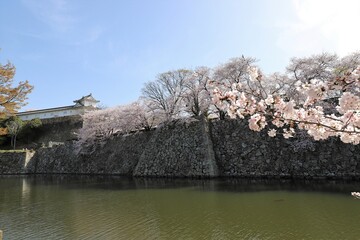 Sticker - 姫路城　満開の桜