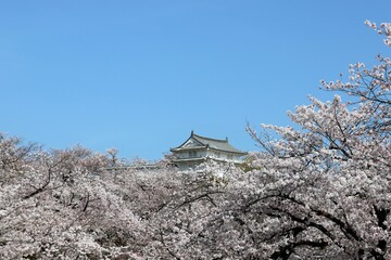 Sticker - 姫路城　満開の桜