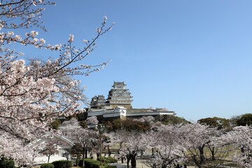 Wall Mural - 姫路城　満開の桜