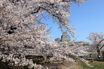 Sticker - 姫路城　満開の桜