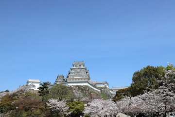 Sticker - 姫路城　満開の桜