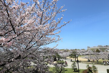 Sticker - 姫路城　満開の桜