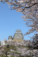 Sticker - 姫路城　満開の桜