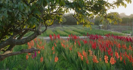 Wall Mural - Red gladiolus flower farm with sunlight