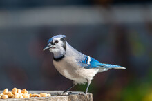 A Closeup Of A Side View Of A  Young Blue Jay Bird Perched On A Wooden Table With Multiple Peanuts At Its Feet. The Bird Has Black, Blue And White Feathers, Dark Eyes, Long Legs And A Black Beak. 