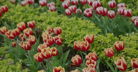 Canvas Print - Red and yellow tulip flower garden park