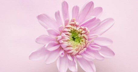 Wall Mural - Timelapse of pink asters flower bloossom