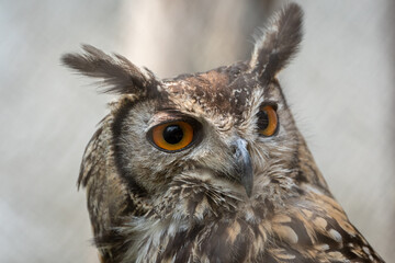 Eurasian Eagle Owl Close Up