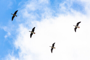 Canvas Print - Wildgänse Flugbild