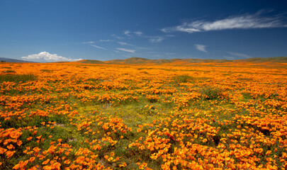 California Golden Poppies super bloom under blue sky in the southern California high desert Poppy Preserve USA