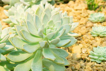 Closeup Green fresh Succulent echeveria plant - Texture background - Green nature concept , Floral backdrop and beautiful detail