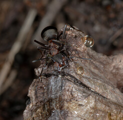 Wall Mural - Ant world