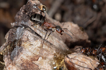 Wall Mural - Ant world